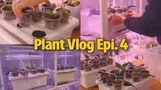 Thumbnail: Silent Plant Vlog Ep.4 | My Self-Watering Setup + UPDATES on Hoya Propagations