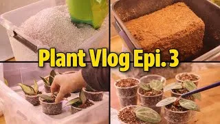 Thumbnail: Silent Plant Vlog Ep.3 | Checking My Propagations + Hoya Latifolia Silver Propagation