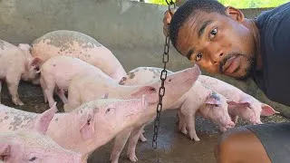 Thumbnail: One Chain and the pigs don't remember how to bite or fight‼️