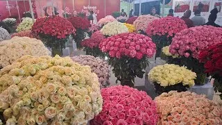 Thumbnail: International Flower Trade Expo Nairobi Kenya.