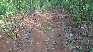 Thumbnail: How a school has  turned arid land into food basket for the community 