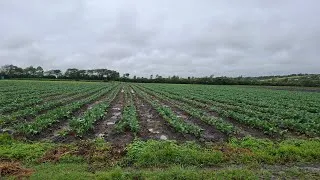 Thumbnail: Kenya:How farmers in semi-arid Kajiado are making millions through valua addition.