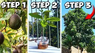 Thumbnail: The EASY Way to Grow Avocados from Seed to Tree