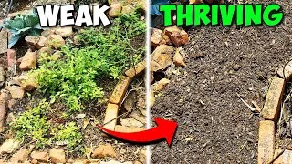 Thumbnail: 7 Steps I use to PREPARE my Garden Beds for Vegetables! | Gardening South Africa