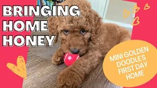 Thumbnail: Bringing Home Honey (our mini golden doodle puppy's first day home!)