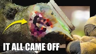 Thumbnail: 18,000 Days to Learn This… Then the Hoof Peeled Away