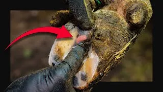 Thumbnail: Squeezing Every Bit Of This From Her Hoof