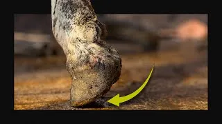 Thumbnail: What Was Hiding Under Her Hoof?