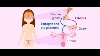 Thumbnail: Reproductive System, Part 1 - Female Reproductive System: Anatomy & Physiology
