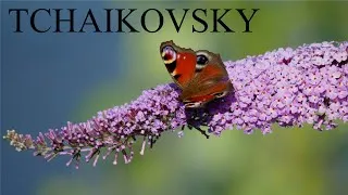 Thumbnail: TCHAIKOVSKY - Waltz of the Flowers - HQ Classical Music
