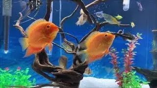Thumbnail: Relaxing aquarium living