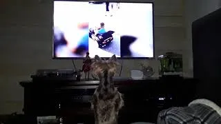 Thumbnail: Stella watching puppies on YouTube