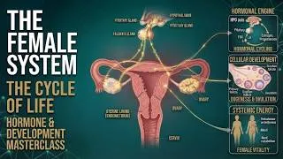 Thumbnail: The Female Reproductive System: The Masterpiece of Hormonal Engineering