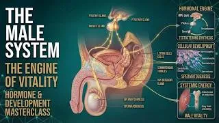 Thumbnail: The Male Reproductive System: The Engine of Life and Vitality