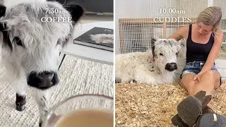 Thumbnail: My Baby Cows Morning Routine!