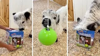 Thumbnail: Millie's cute reaction to getting her first toy!