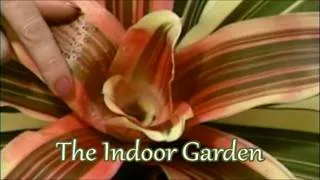 Thumbnail: How to Care for a Neoregelia bromeliad: A Living Coffee Table Decoration