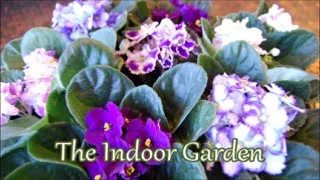 Thumbnail: How To Get My African Violet to Bloom Again: An Answer to a Fan Letter
