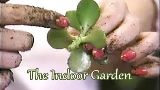 Thumbnail: Men Who Appreciate Plants