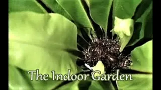 Thumbnail: How to Grow Ferns as Houseplants