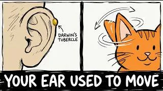 Thumbnail: Why Your Ears Still Think a Ringtone Is a Predator