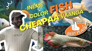 Thumbnail: A visit to Chennai Ornamental Fish Trade Center,Kolathur🐠Best place for aquarium & ornamental fishes