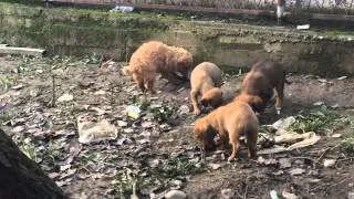 Thumbnail: Little dogs eating 1