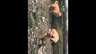 Thumbnail: Little dogs eating 2
