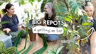 Thumbnail: Tackling My Biggest Repots With @GoodGrowing 🌿