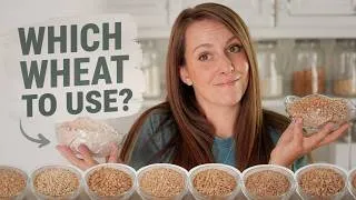 Thumbnail: 7 Wheat Grains: When to Use Each One | Episode 3 Wheat Series