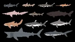 Thumbnail: Sharks 2 - The Kids' Picture Show
