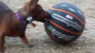 Thumbnail: Dachshund with Anger Management