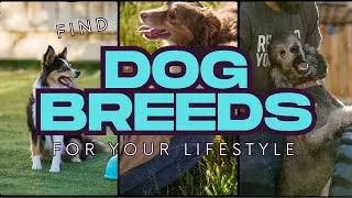 Thumbnail: Finding the Best Dog Breeds for Your Lifestyle (The First Time Owners to Family Guide)