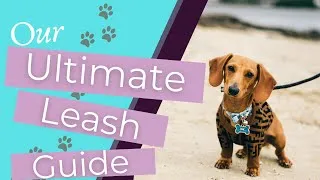 Thumbnail: Our Ultimate Guide to Picking the Best Leash for Dogs (Including the Best Long Lead for Dogs!)