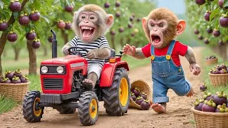 Thumbnail: 🔥🐒 Monkey NaNa’s Custard Apple Harvest Turns CHAOS After a Thief Steals the Farm Cart! 🚨💥