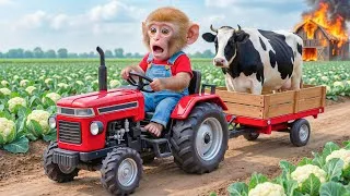 Thumbnail: Monkey NaNa’s Cow Rescue Turns CHAOTIC… The Barn Catches Fire—His Smart Move SHOCKS Everyone! 🔥🐄😱