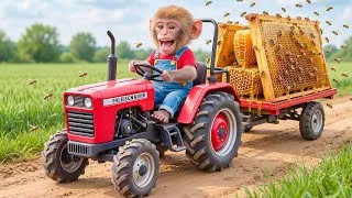 Thumbnail: 🔥🐒 Monkey NaNa’s Bee Farm Discovery Turns WILD! His Smart Honey Harvest Plan Shocks Everyone 🍯🚨💥