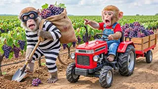 Thumbnail: MONKEY NANA vs FARM THIEF! 🍇🚨 GRAPE FARM CHAOS Explodes in a WILD Chase Across the Fields! 😱💥
