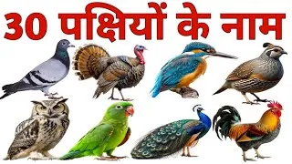 Thumbnail: 30 Bird Names | 30 Bird Names in English and Hindi | Bird Names with Pronunciation