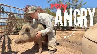 Thumbnail: Farm Animals Choosing Violence