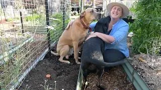 Thumbnail: Spring garden bed prep, sowing seeds & killing nematodes