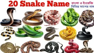 Thumbnail: Snake Name In English & Bengali 🐍| Learn 20 Snake Name With Picture | Kids Learning Toddler Video | 