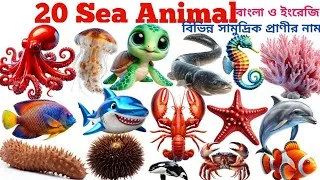 Thumbnail: Sea Animal Name In English & Bengali | Kids Learn 20 Sea Animal Name With Picture |Animal Vocabulary