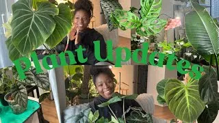 Thumbnail: 2025 houseplant tour + plant updates🌿🫶🏾