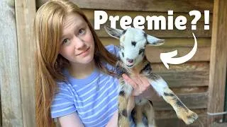 Thumbnail: My goat gave birth at midnight… way to soon