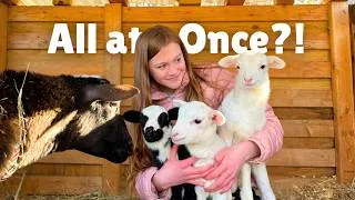 Thumbnail: 3 Lambs in born in ONE night?! Surprise Lambing!