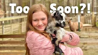 Thumbnail: An EARLY Lamb?! I was NOT expecting this!