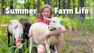 Thumbnail: A summer day with 50+ FARM ANIMALS