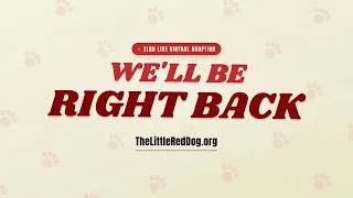 Thumbnail: Meet Frankie — Adoptable Rescue Dog | TLRD Virtual Adoption
