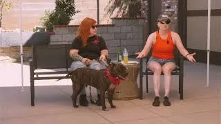 Thumbnail: Meet Prancer — Adoptable Rescue Dog | TLRD Virtual Adoption